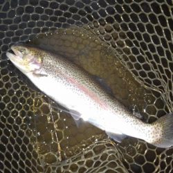 大安トラウトレイク 釣果